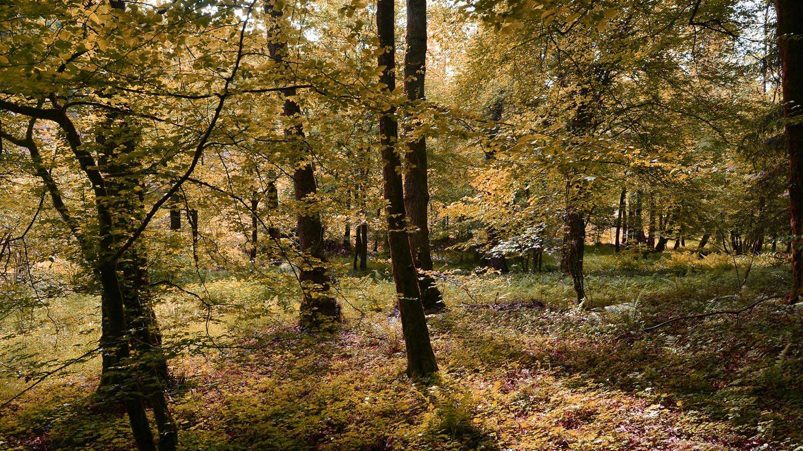 Forêt de Saint-Nabord